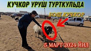 КУЧКОР УРУШ ТУРТКУЛЬДА БОШ КУЧКОР 5 марта 2024 г.