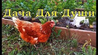 КУРИНЫЙ ПОМЁТ как удобрение на огороде