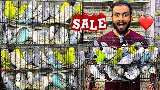 Exhibition budgie | fawn java | black face budgie | dove | petshop | birds business @Usamapets