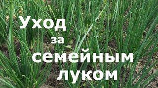 Уход за семейным луком