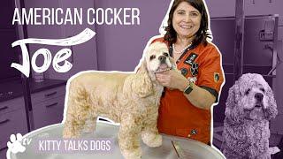 Grooming Joe the American Cocker | Kitty Talks Dogs - TRANSGROOM