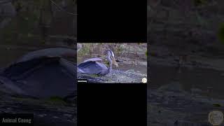 Silent Assassin The Great Blue Heron’s Impressive Hunt! | #shorts