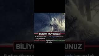 turko