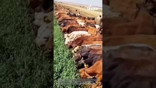 Cattle grazing tutorial: a day in the life of a cattle grazer