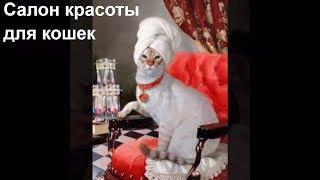 Спа - салон для кошек. Грумминг. Все включено / Salon for cats