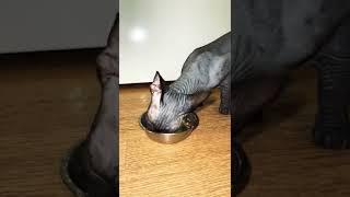 Sphynx cat