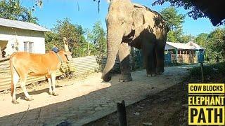 Herd of Cow Blocks the Elephant Path || Cow Vs Elephant ||