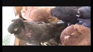 Russian Tumbler Pigeons Variety of Colors