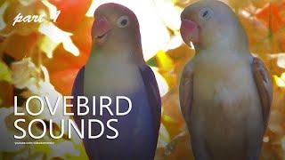 Lovebirds Chirping: Lovebird Blue and Moccha | Part 1 - October 2024 | White-head Lovebird