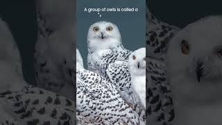 A Parliament of Owls