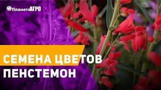  Семена цветов Пенстемон  Планета Агро