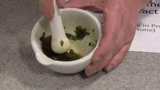 Plant Pigments, Chromatography