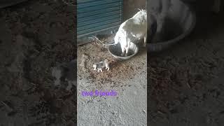 #siddhi dogs lifestyle #bestfriends