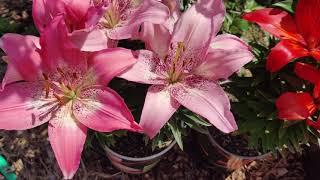 Asiatic Lilies (Lilium Asiatica) and Oriental Lilies:  What's the Difference?