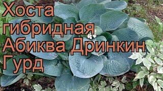 Хоста гибридная Абиква Дринкин Гурд  обзор: как сажать, рассада, саженцы хосты Абиква Дринкин Гурд