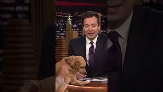 #ArianaGrande’s dog Toulouse crashes Studio 6B!
