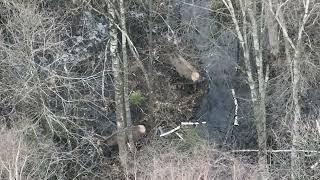 Wolf female, red deer. Drone DJI Mavic 3 T thermal, animal, wildlife