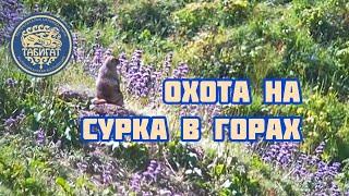 Охота в горах на сурка! Замедленная съемка!!!