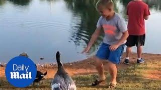 Boy is attacked by an unhappy duck while trying to feed it