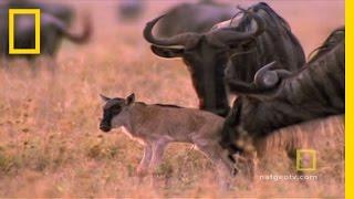 Wild for Wildebeest | National Geographic