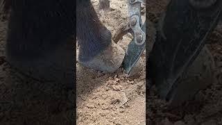 Amazing Video/A neat cut on the horse's hooves,#Satisfying #short