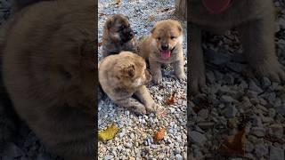 Cute pet dogs dog video | dog short video #cutepets #puppies