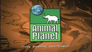 Animal Planet Bumpers Promo Ident ID & Commentary