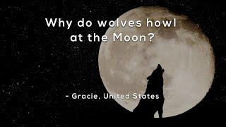 Why do wolves howl at the Moon?