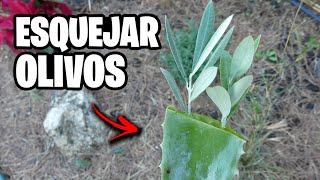 Como Hacer Esquejes de Olivo Sin RAIZ Paso a Paso!! Olivos GRATIS | La Huerta de Ivan