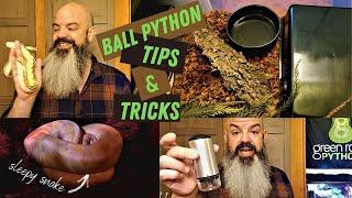 Ball Python Tips and Tricks: Helpful advice for ball python keepers