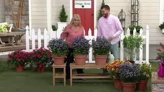 Cottage Farms 4-Piece Raydon's Favorite Aster on QVC