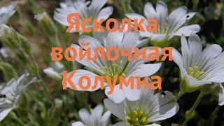 Ясколка войлочная Колумна (cerastium tomentosum)  обзор: как сажать, саженцы ясколки Колумна