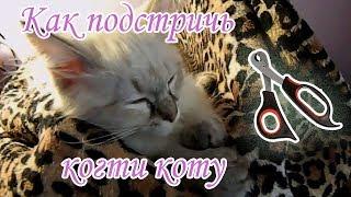 Как подстричь когти коту