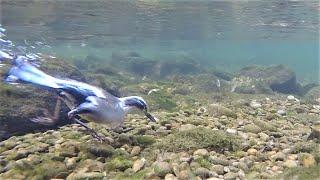 White-throated dipper diving in fast current / Wasseramsel taucht in schneller Strömung