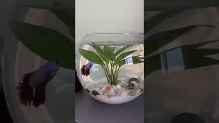 Betta fish tank. Маленький аквариум без фильтра для рыбки-петушка