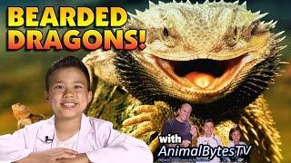 BEARDED DRAGONS! Pet Reptiles with EvanTubeHD & AnimalBytesTV!