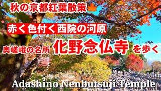 11/21(木)秋の京都紅葉散策赤く色付く西院の河原 奥嵯峨の名所 化野念仏寺を歩く 【4K】Adashino Nenbutsu Temple