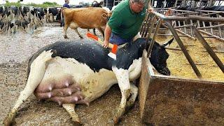 Work on a dairy farm in Ireland | Animal care | Smart farming