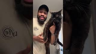 Everyone’s cat is FAT!!!! #petcomedy #funny #petsrule #catcomedy #comedy #cat