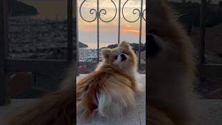 My pom ONLY turns around for this MAGIC WORD #dog #pomeranian #shorts