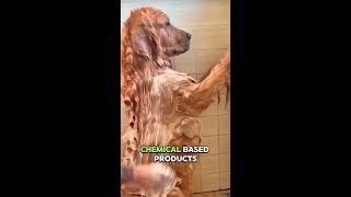 Pamper Your Pets with Pura Vitalia Chemical-Free, Natural Soap for Clean Fur and Paws!
