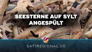 Millionen Seesterne auf Sylt angespült und verendet