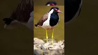 8 Mind-Blowing Animal Facts You Won’t Believe Are True! #AnimalFacts #Wildlife