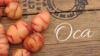 Oca!