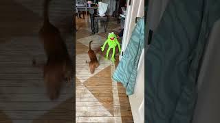 Kermit is getting captured by Elmo ￼