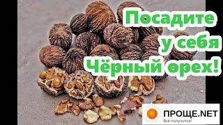 Посадите у себя Чёрный орех!