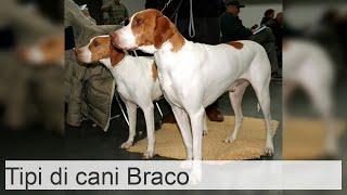 Tipi di cani BRACO - Caratteristiche e foto