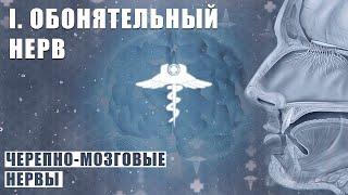 ОБОНЯТЕЛЬНЫЙ НЕРВ (N. OLFACTORIUS) │ Черепно-мозговые нервы │ I пара