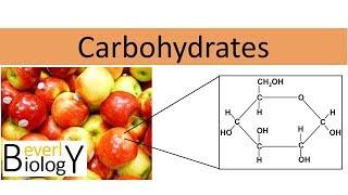 Carbohydrates (regular biology)