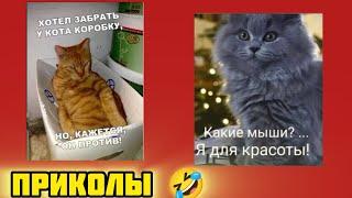 Коробку поменяю на колбасу!смотри смешные картинки мемы котики приколы  